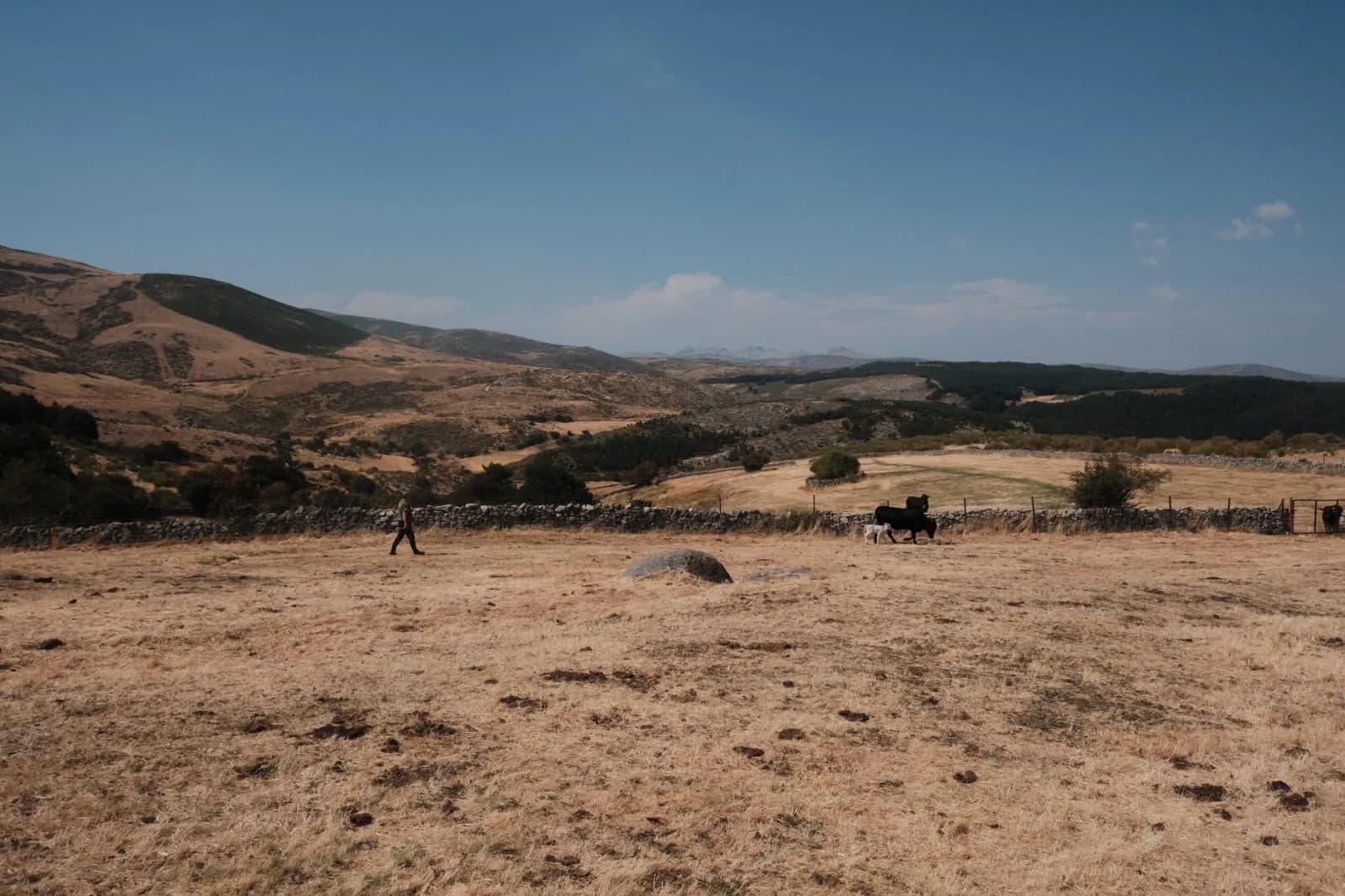Pastos de la sierra de Gredos con muros de piedra seca y ganado al fondo