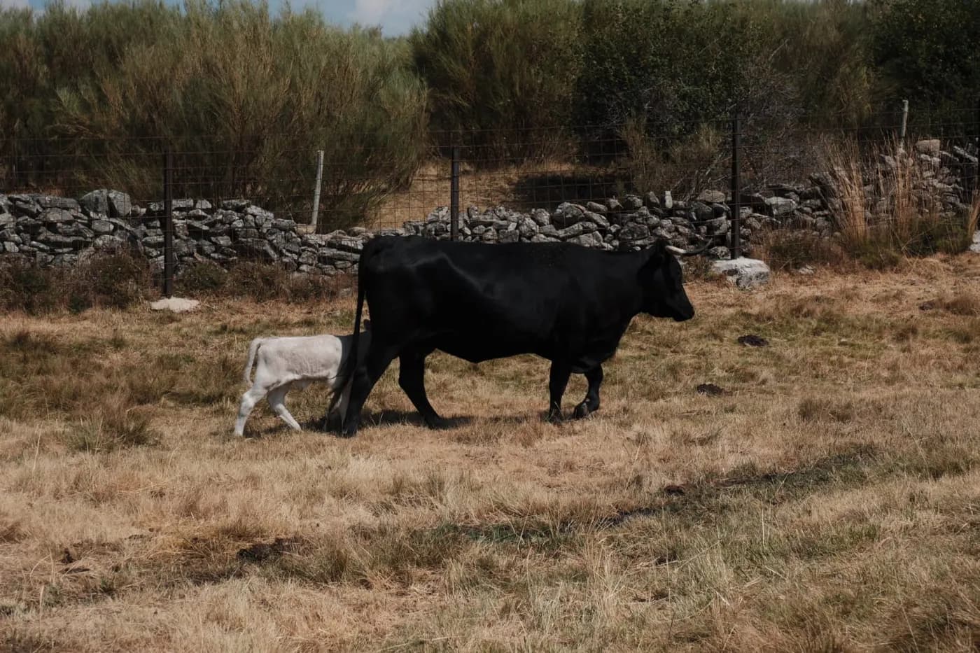 Vaca avileña y su ternero caminando junto al muro de piedra
