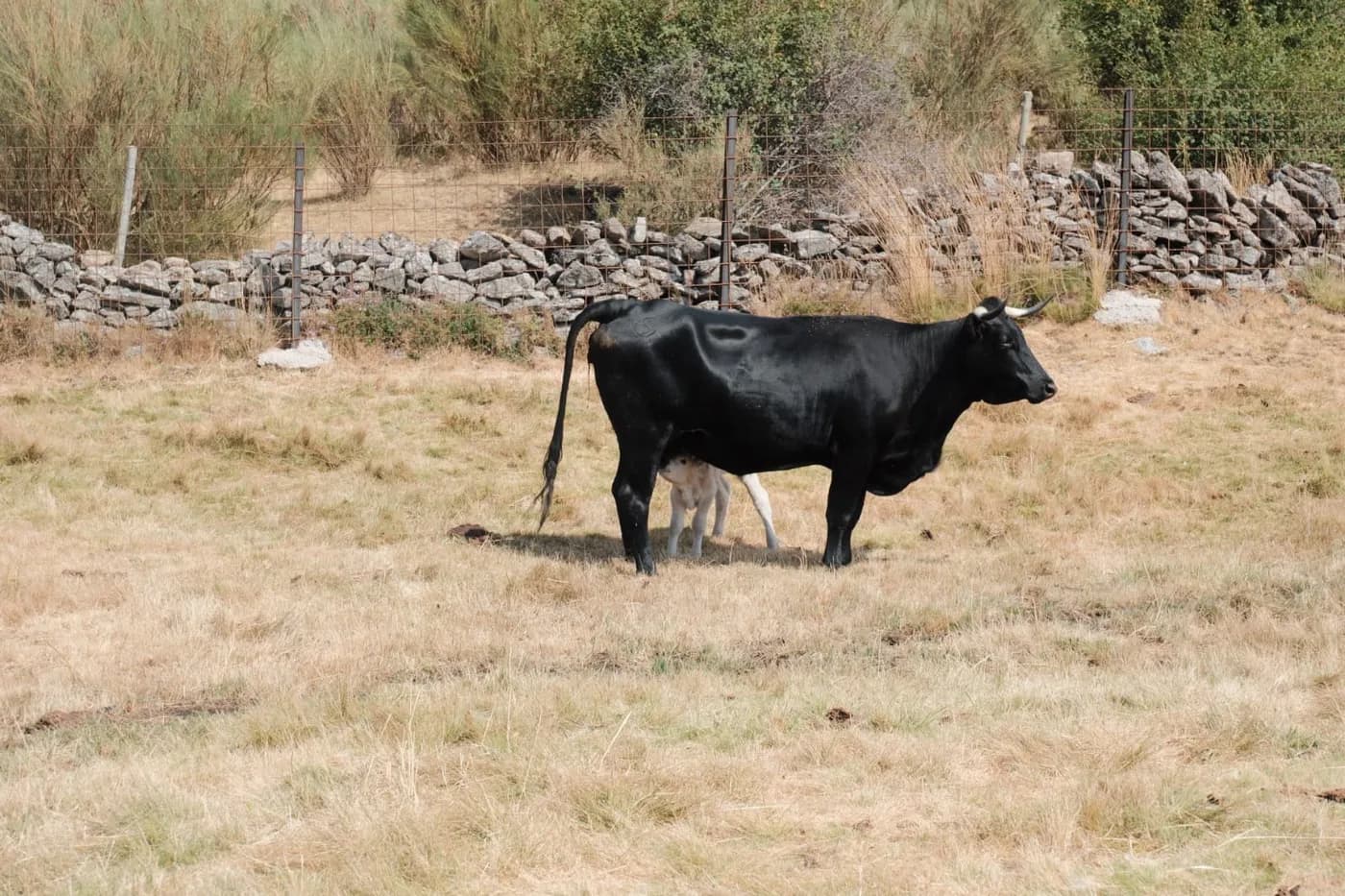 Vaca avileña-negra ibérica con su ternero en el pasto